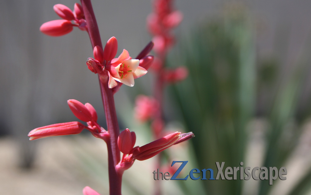 colorful flowers of the red yucca