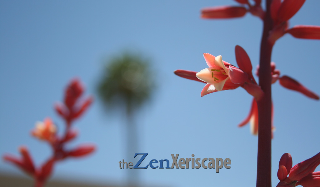 Red yucca flowers