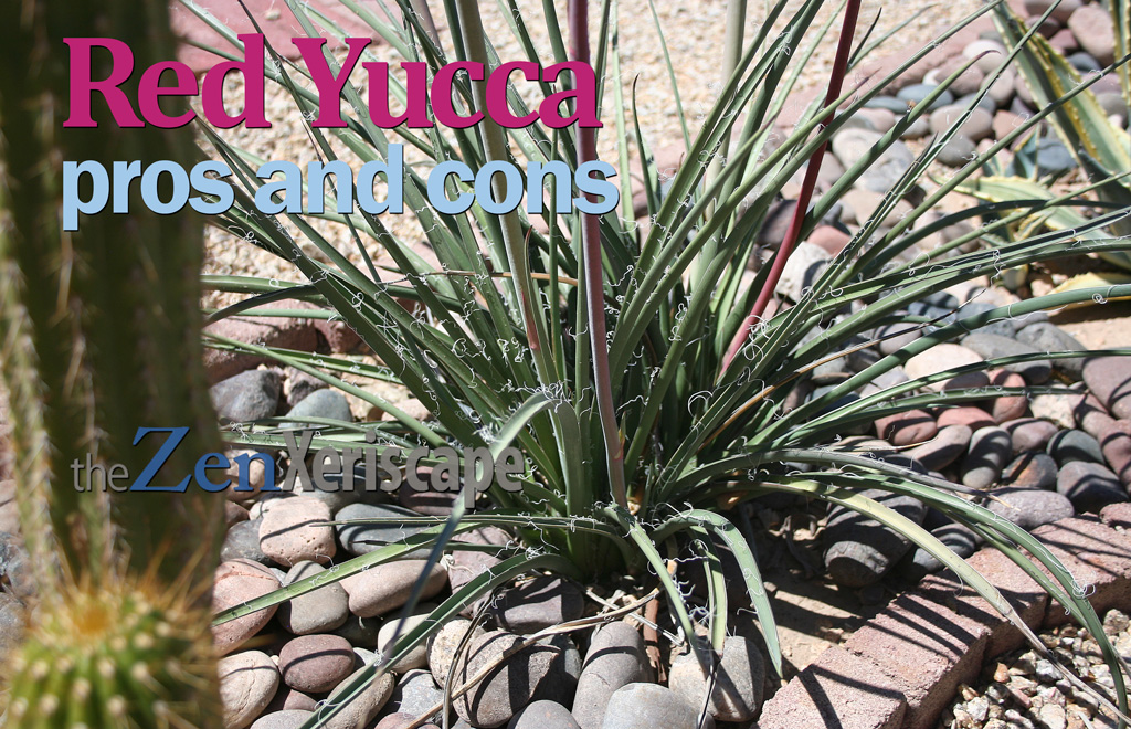 red yucca pros and cons