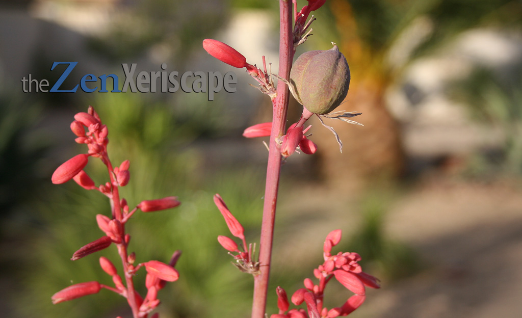 red yucca seed pod