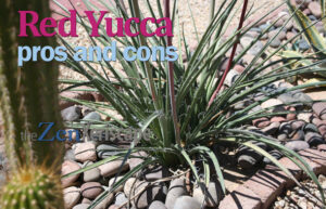 red yucca pros and cons