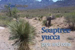 Soaptree yucca pros and cons