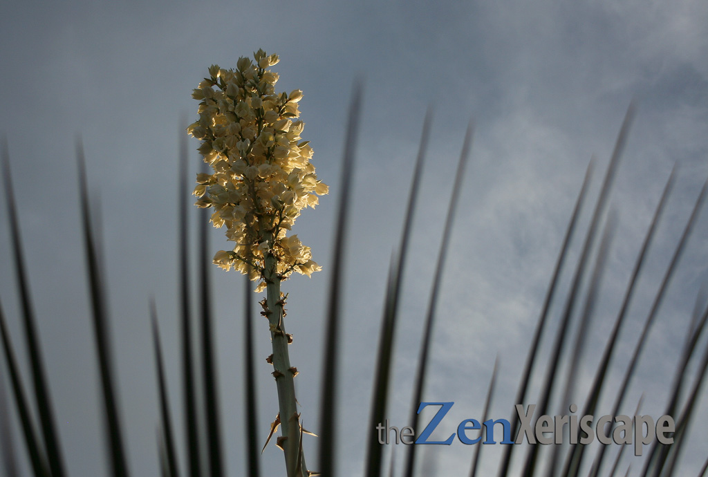 soaptree yucca flowers