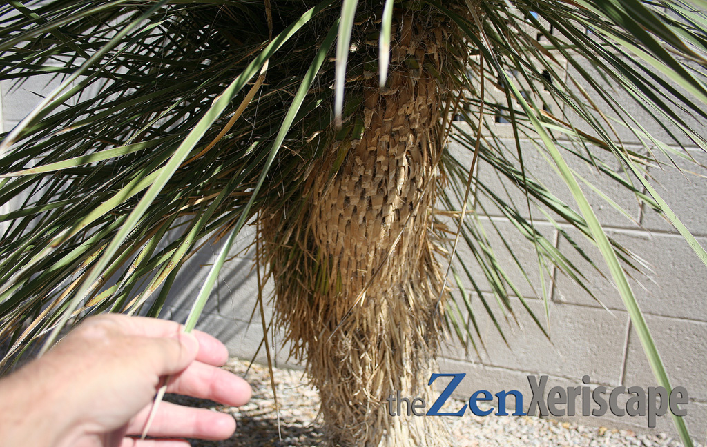 soaptree yucca trunk with pruned leaves