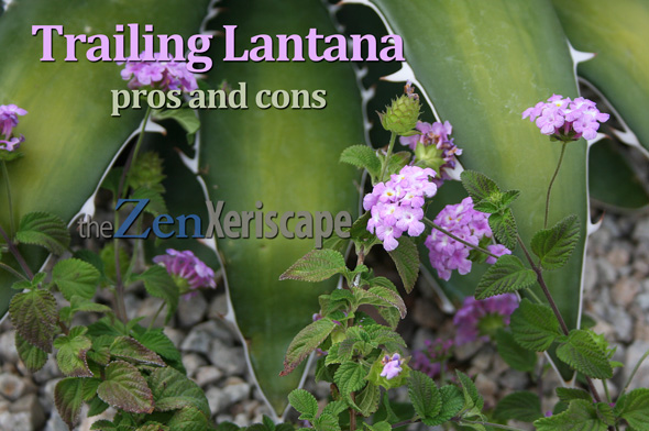 trailing lantana pros and cons