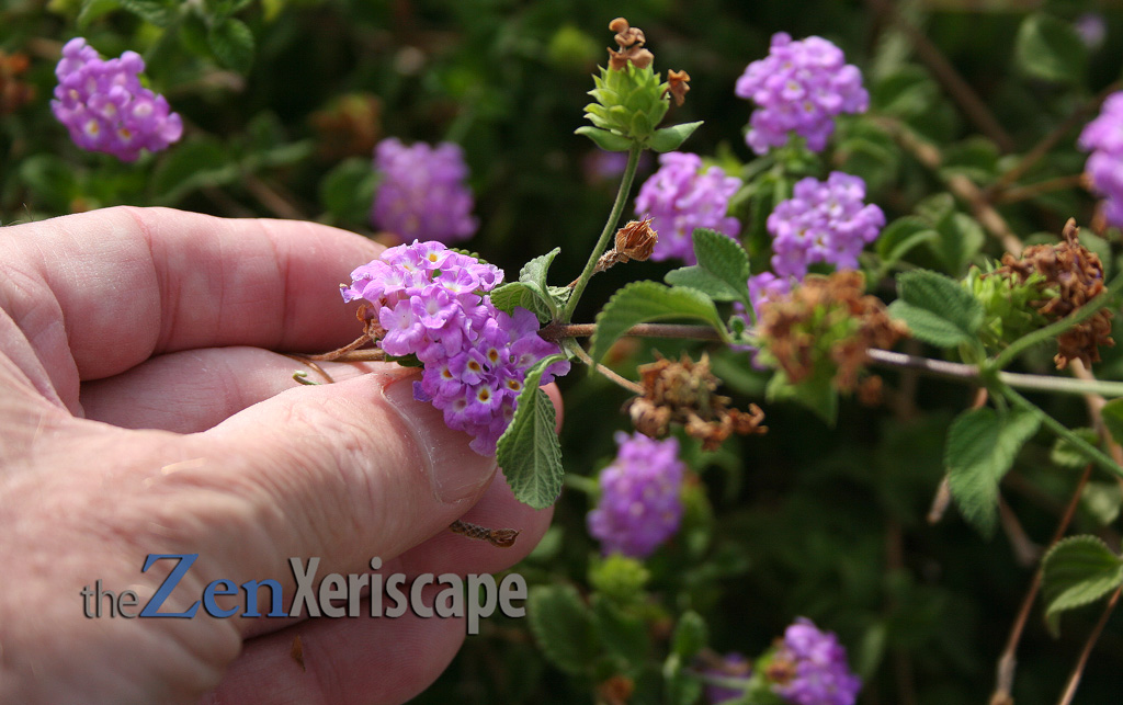 trailing lantana flowers
