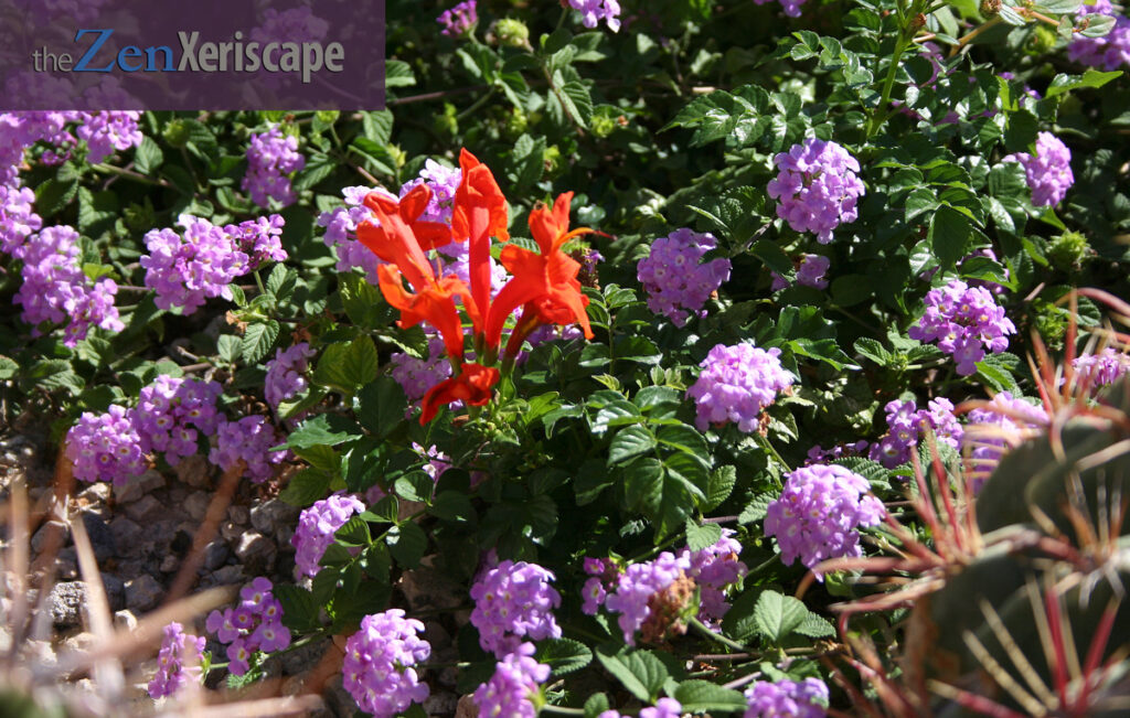 Orange jubilee poking through the trailing lantana