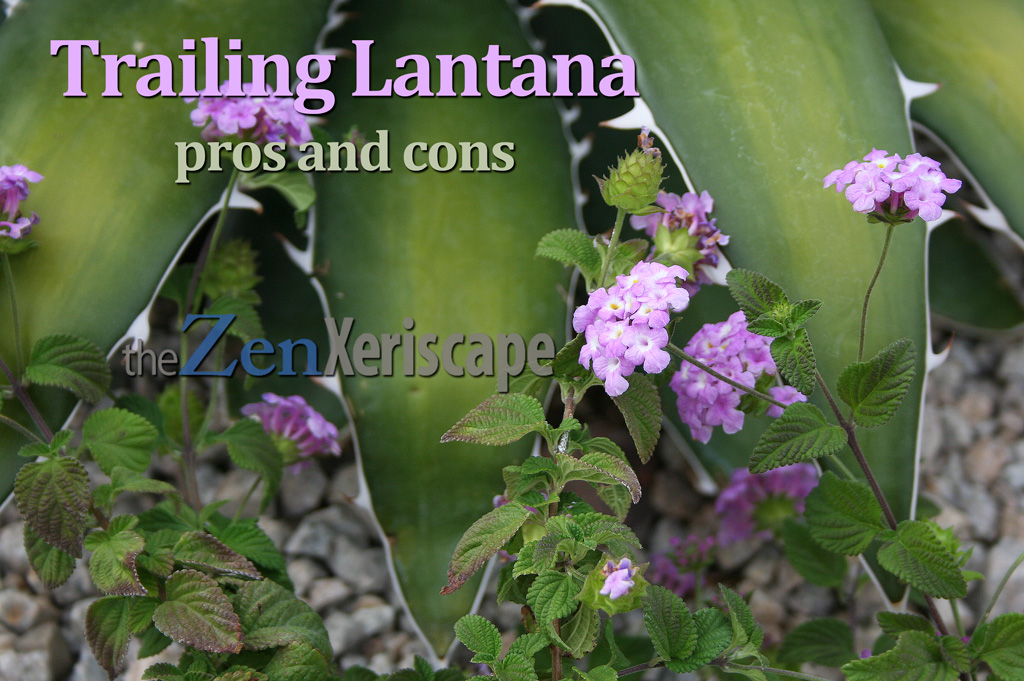 trailing lantana pros and cons