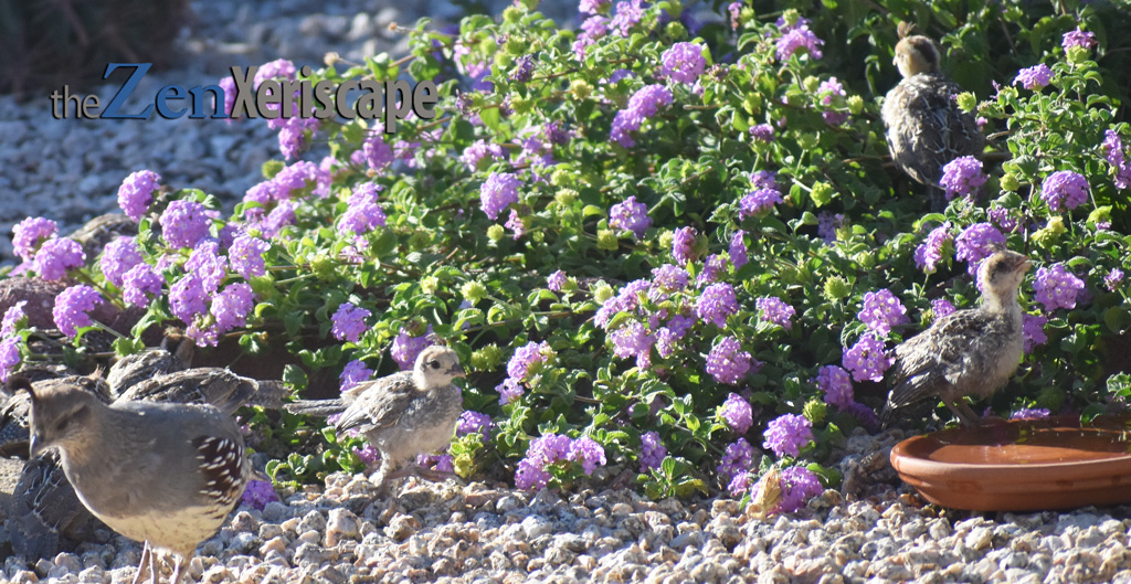 Quail chicks and trailing lantana