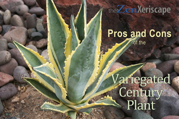 Variegated century plant pros and cons