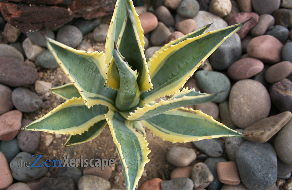 The leaves of this agave will not easily burn
