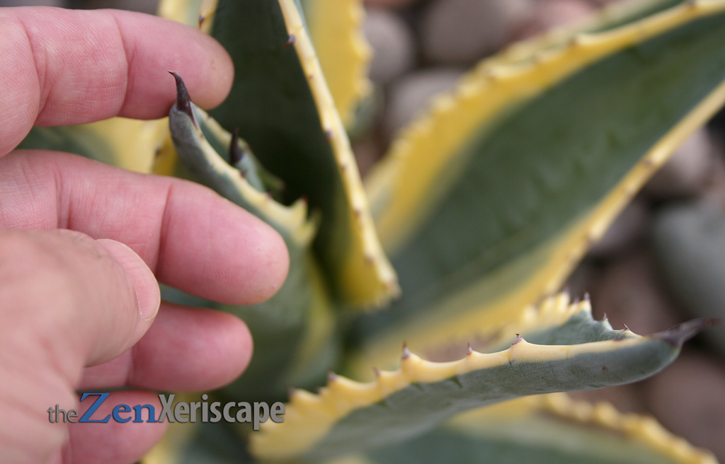 sharp spines on ends and edges of leaves