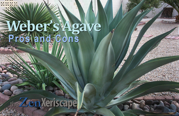 Weber's agave pros and cons