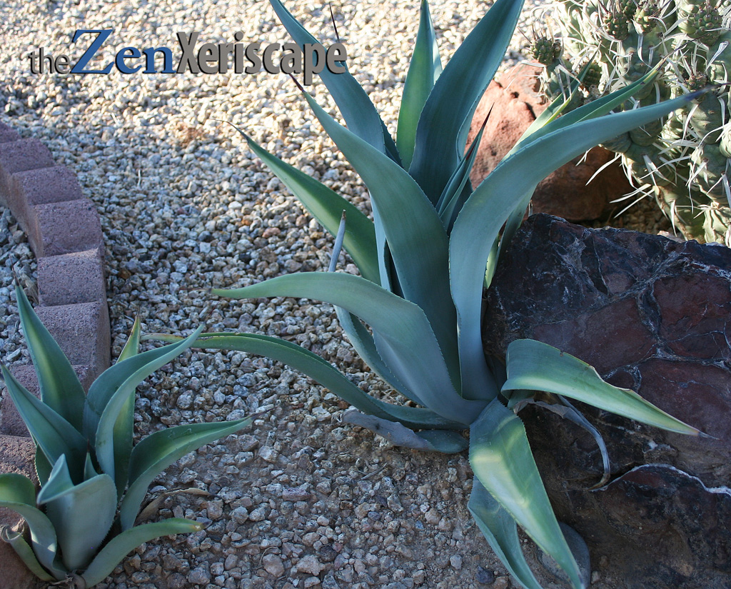 These are Webril's agave pups that I left grow where they emerged