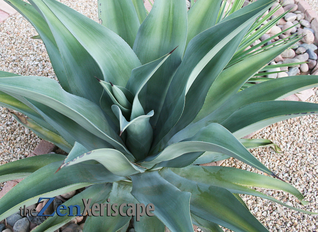 Weber's agave has curvy leaves