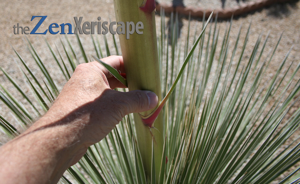Flower stalk emerging from soaptree yucca