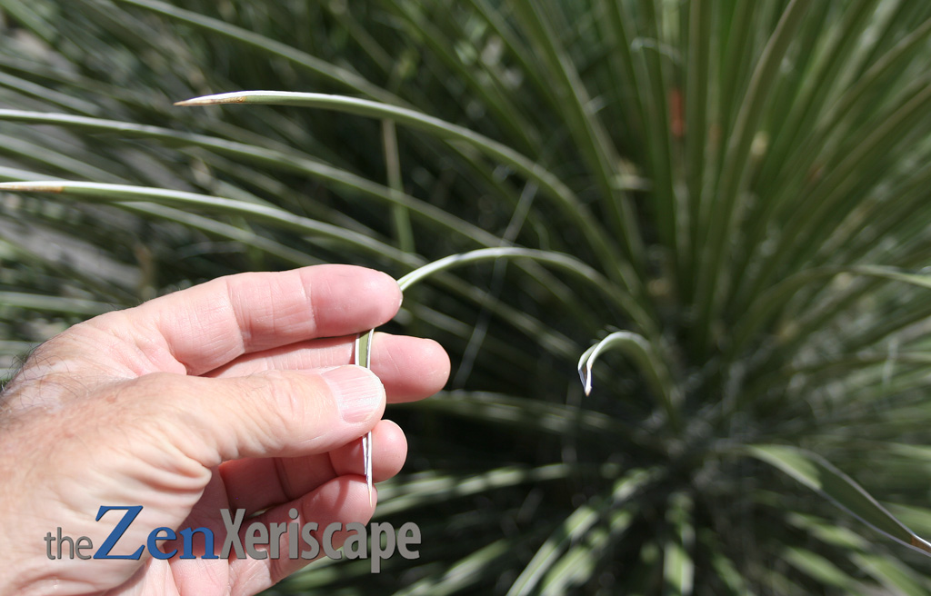 Soaptree yucca leaves have sharp tips