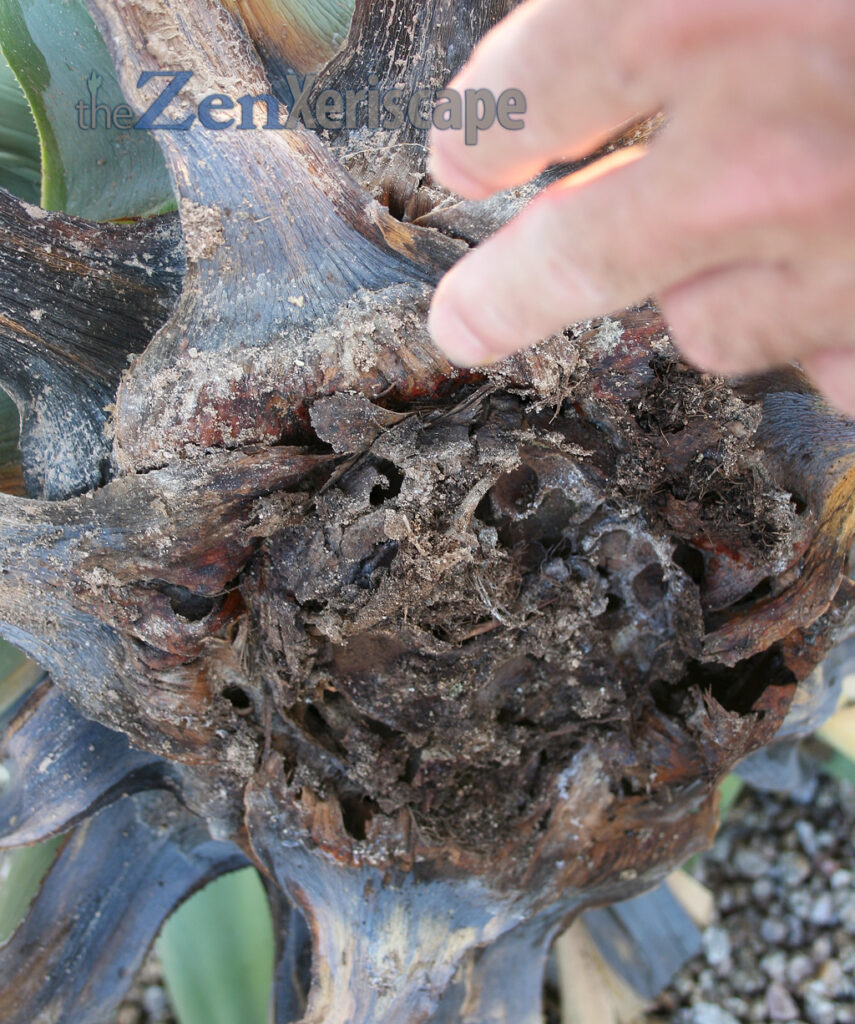 agave snout weevil tunnels for larvae