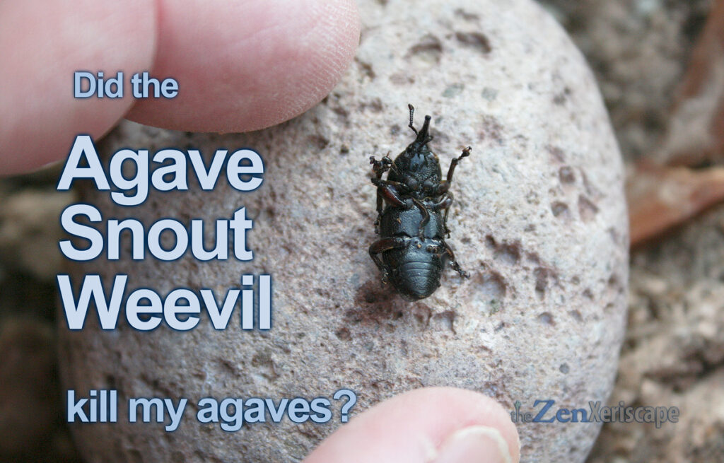 did the agave snout weevil kill my agaves?