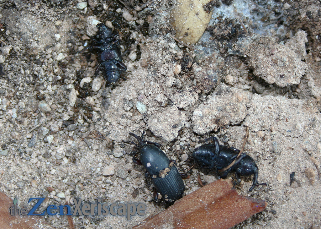 dead agave snout weevils