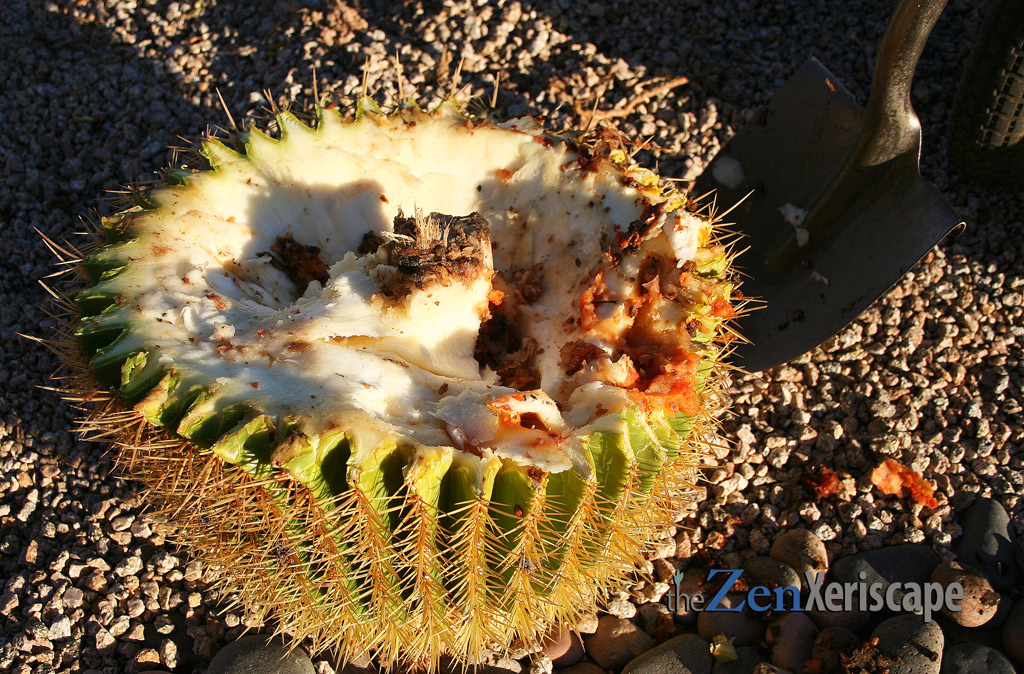 Pythium rotted barrel cactus