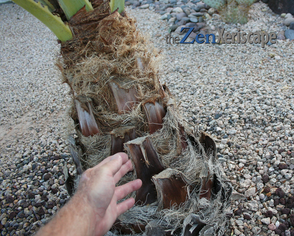 blue-palm-trunk palm tree trunk