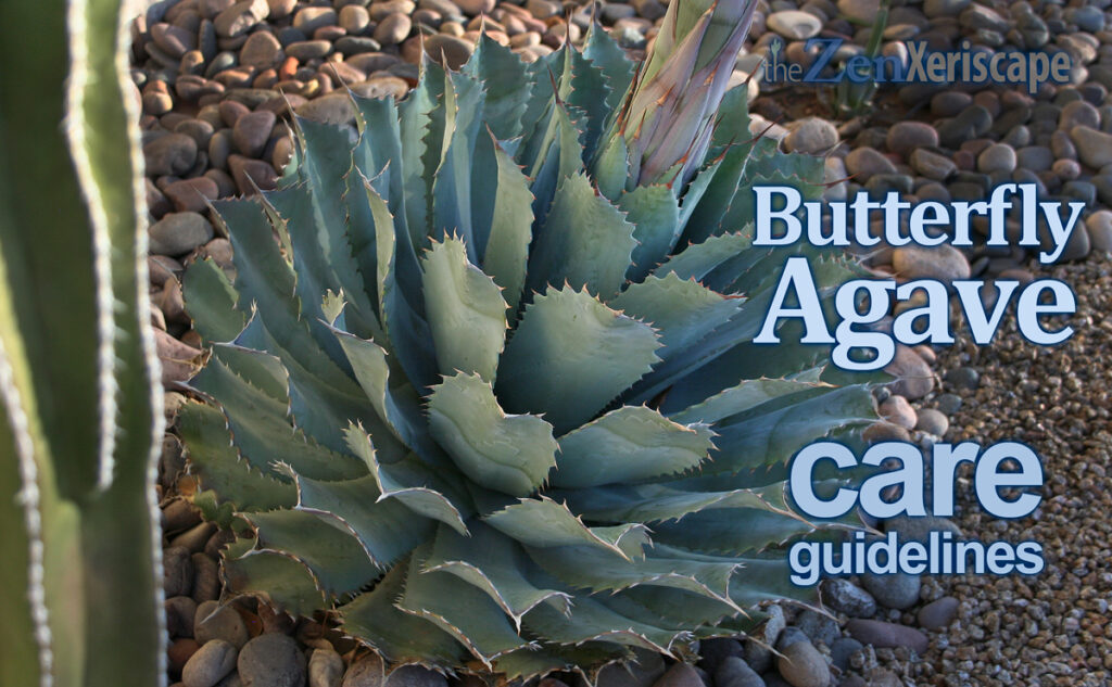 butterfly agave care guidelines