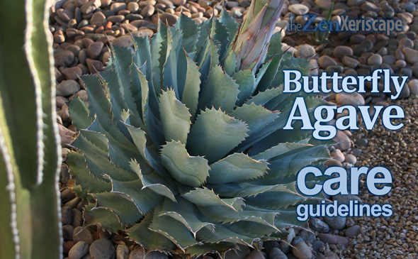 Butterfly agave care guidelines
