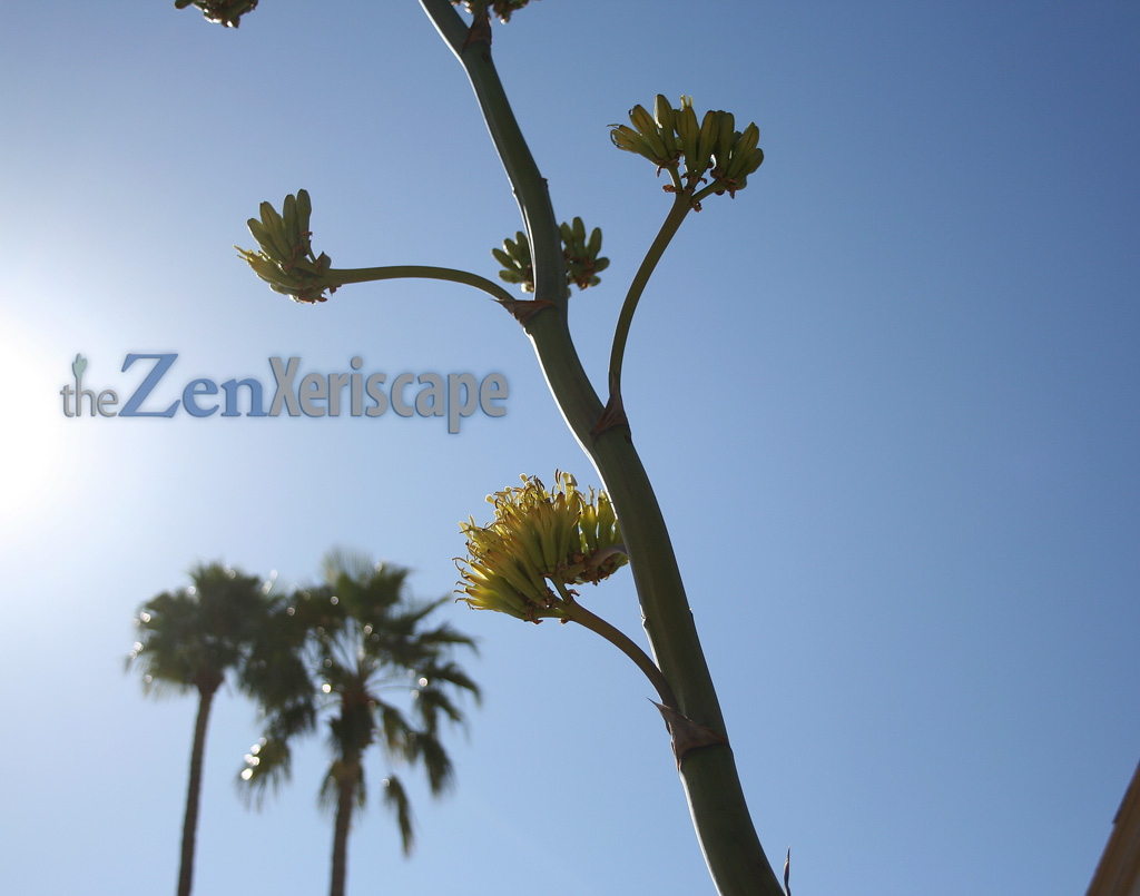 flower stalk towers into the sky