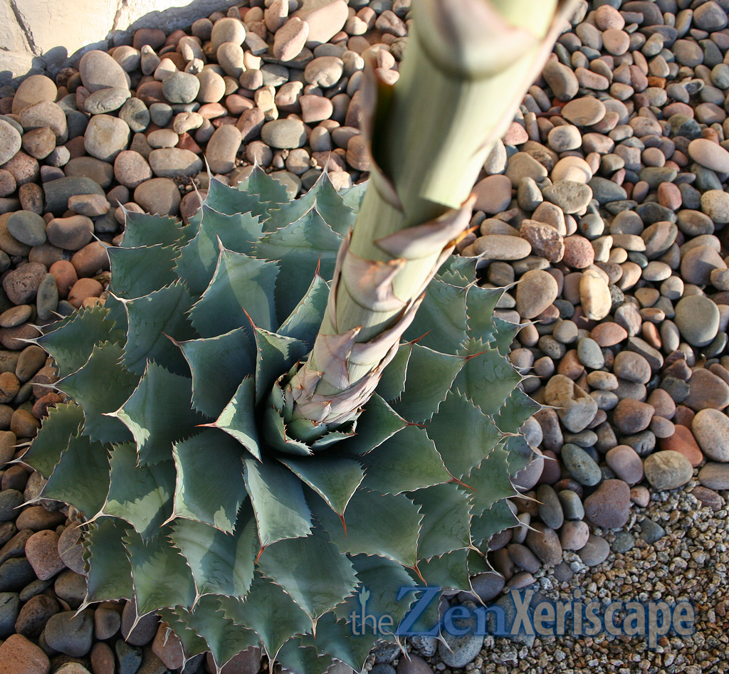 butterfly agave flower stalk gets big