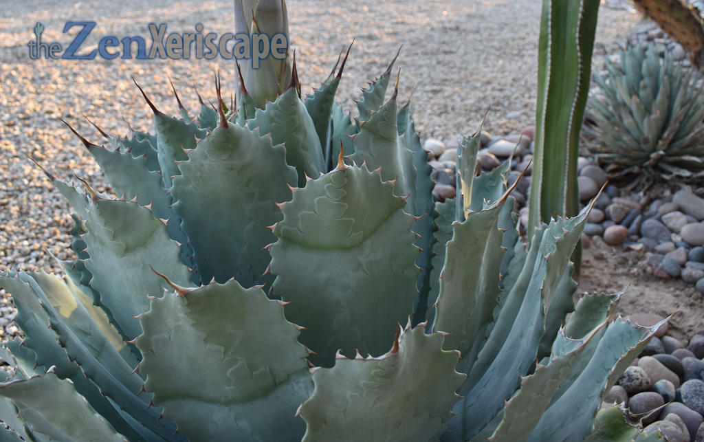 butterfly agave symmetrical leaves