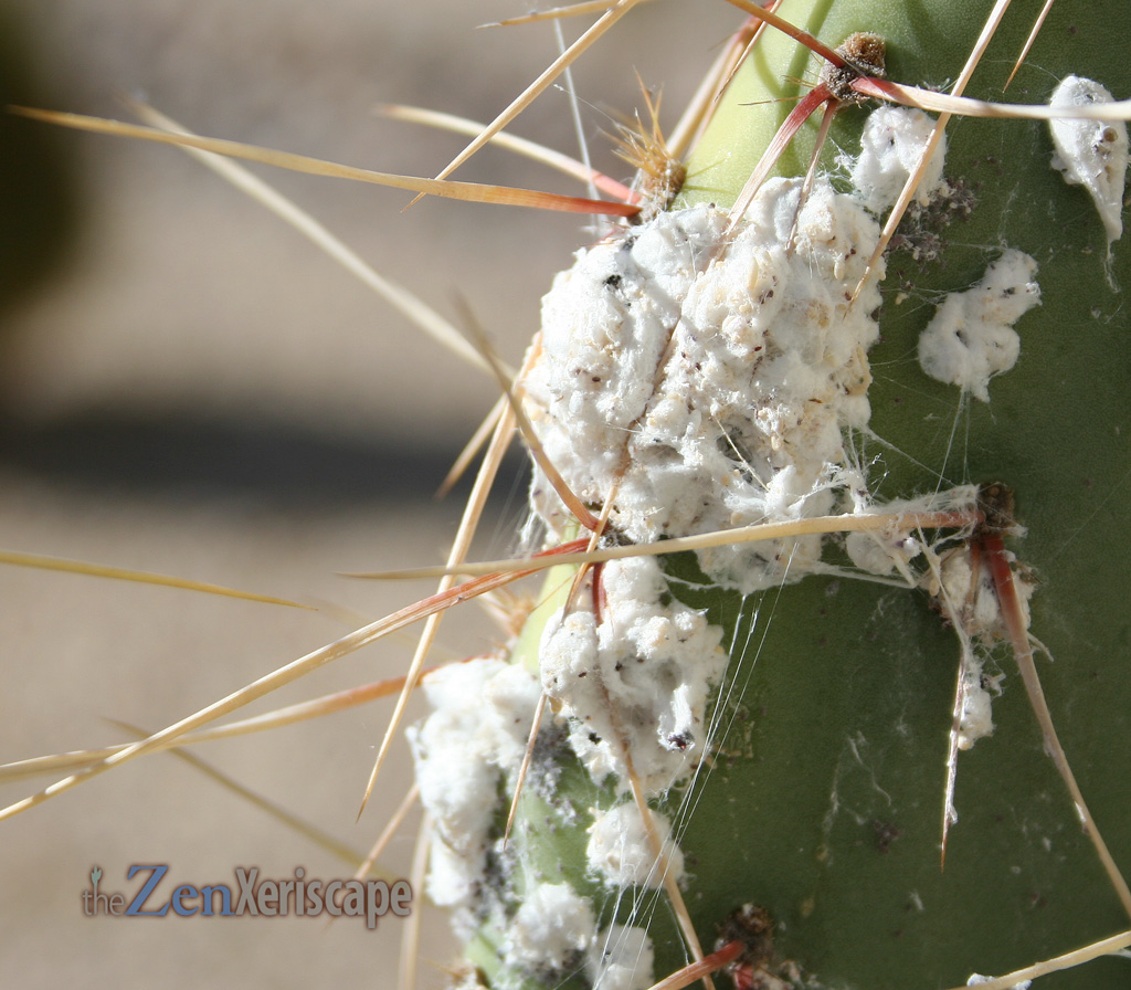 cochineal insect infestation