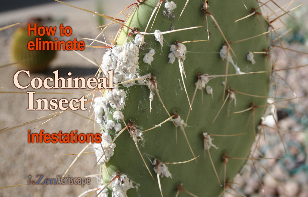 eliminate cochineal insect infestations