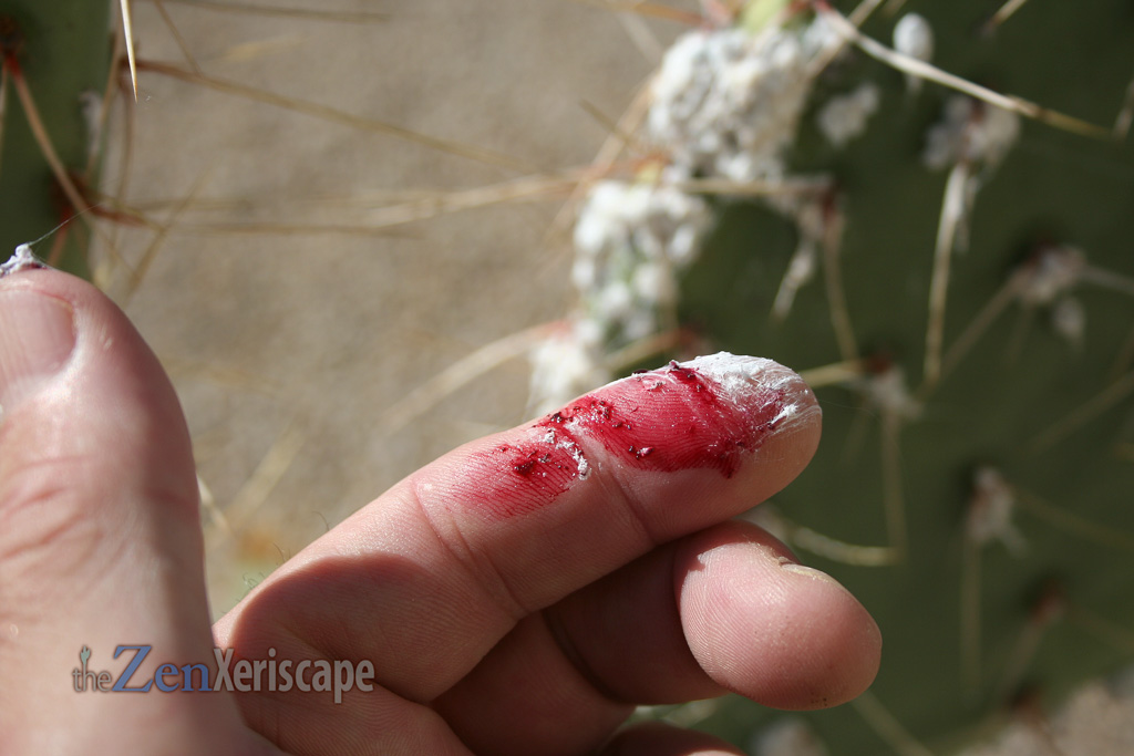 red dye from the cochineal insect