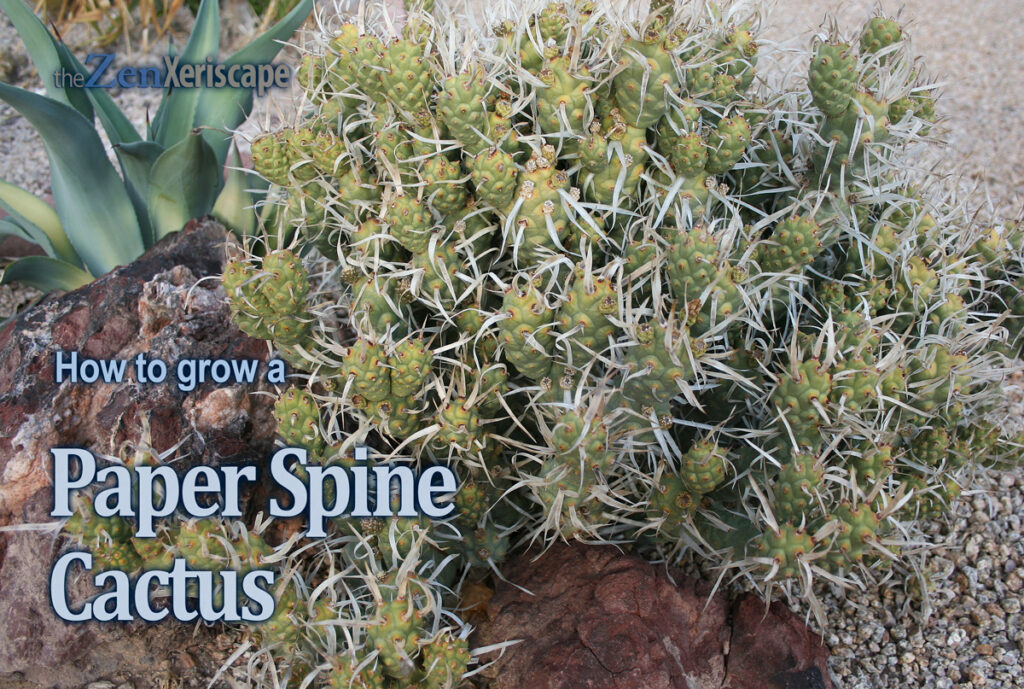 how to grow the paper spine cactus