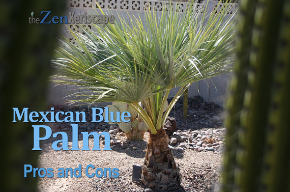 Mexican blue palm pros and cons