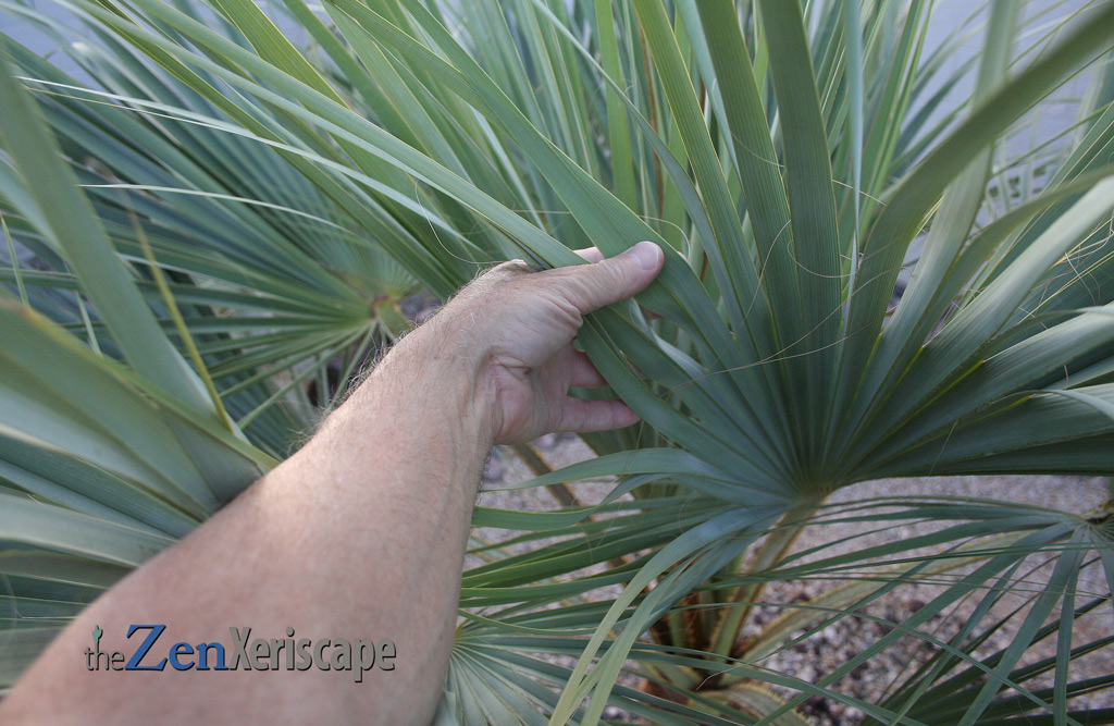 palm-leaves-fibrous blue-green palm fronds