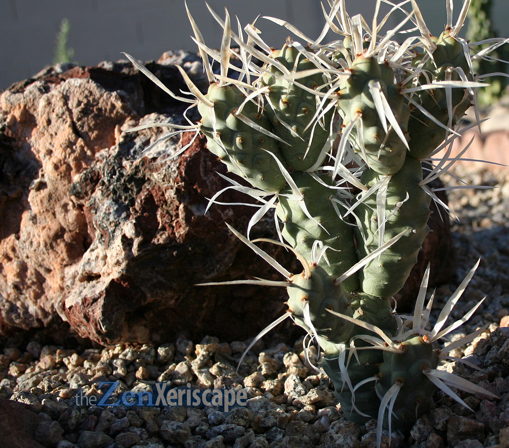 younger paper spine cactus