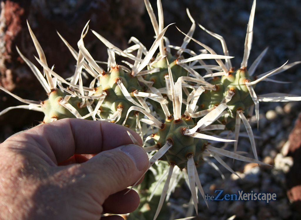 spines are white and feel like paper