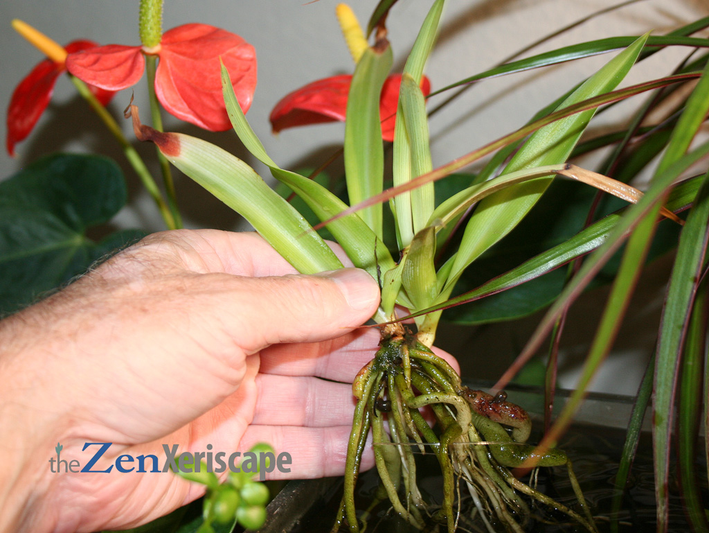 spider plant growing in water