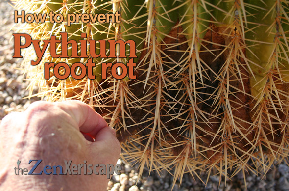 how to prevent Pythium root rot