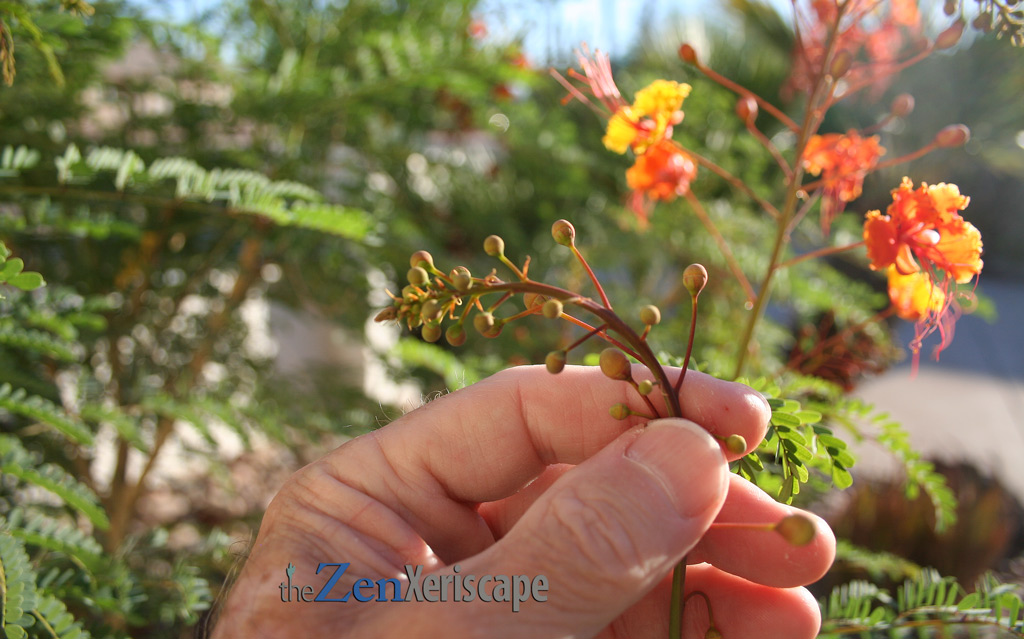 red bird of paradise flower buds