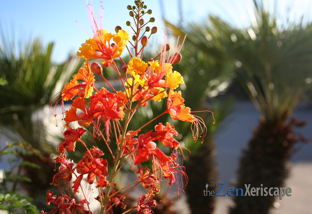 red bird of paradise in full bloom
