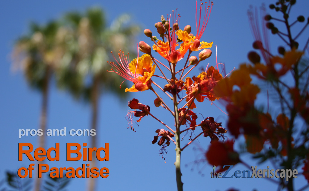 red bird of paradise pros and cons