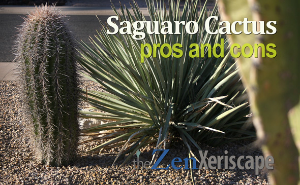 saguaro cactus pros and cons