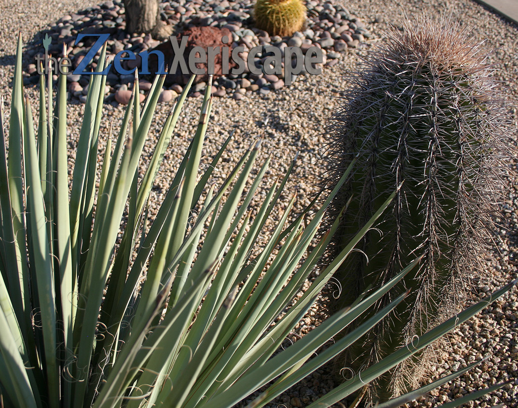saguaro-cactus-landscape saguaro cactus in landscape