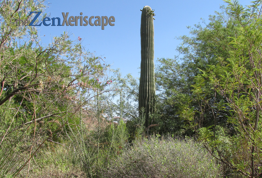 saguaro-cactus-native saguaro cactus in desert