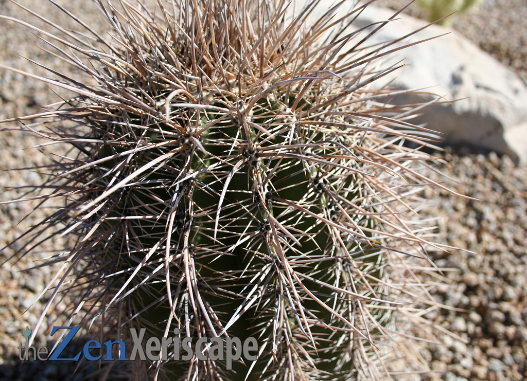 saguaro-cactus-spines saguaro cactus has sharp spines