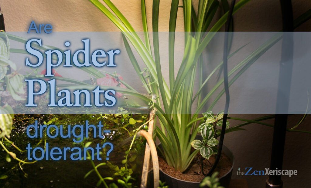 are spider plants drought-tolerant?