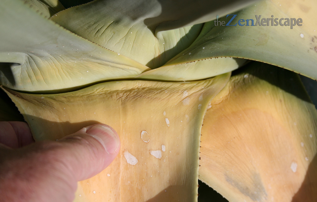 yellowing leaves indicated rot